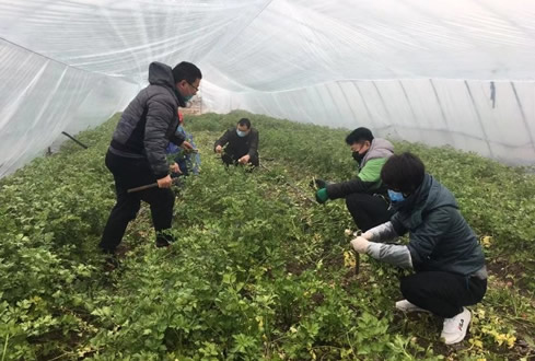 孔子文旅集团南阳湖农场：做好防控 有序复工 维护市民“菜篮子”